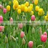 Best Quality Manufacture Red Tulip thumbnail-4