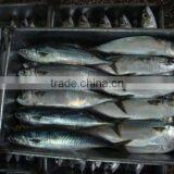 New Caught Frozen Mackerel Exporter