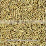 Cumin Seed Indian Origin thumbnail-6