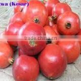 Organic biostimulant for improving Pomegranate fruit