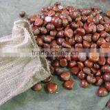 Bulk Fresh Chestnut for Sale