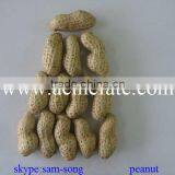 Delicious Organic Taste Peanut in Shell thumbnail-5