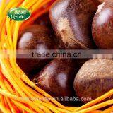 Hot Sale Top Quality Chinese Fresh Chestnuts, Sweet and Easy Peeling thumbnail-1