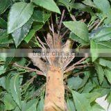 SJ041115 Boxwood Fake Topiary Shaped Strawberry Tree thumbnail-5