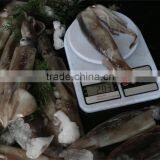 Frozen Illex Squid W/R New Landing 2015 Big Quantity thumbnail-2