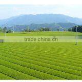 Traditional and Premium Best Organic Matcha for Ceremonial and Culinary, Small Lot Order Available thumbnail-2