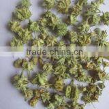 TRIBULUS TERRISTRIS thumbnail-3