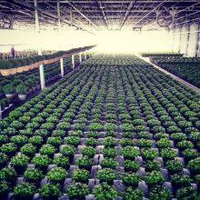 Greenhouse Blackout Shading Screen thumbnail-1