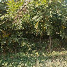 This Year, the Price of a Wisteria Sapling With a Ground Diameter of 1 Cm, a Climbing Plant in Jiangsu Area, From a Ground Cover Plant Base thumbnail-3