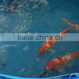 anti-UV pvc fish tank with fram for rearing fish