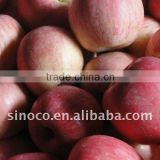 Shandong Fuji Apple Class A