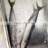 IQF frozen fish Spanish mackerel on sale