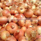 Class A Egyptian Onions thumbnail-5