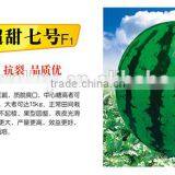 High Sweetness Chinese Hybrid F1 Sweet Watermelon Seeds For Growing-Super Sweet NO.7 F1