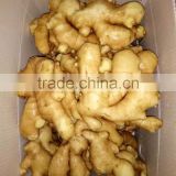 ginger price in china