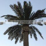 Cheap Artificial Palm Tree Date Palm for Out Door Decorative thumbnail-3