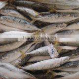 Frozen Round Scad (muroaji) thumbnail-2