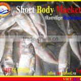 FROZEN SHORT BODY MACKEREL WHOLE ROUND thumbnail-1