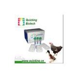 Avian Influenza Virus Ab Rapid Test