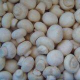 Edible Mushroom Fungus Frozen Frozen Frozen Champignon Mushroom