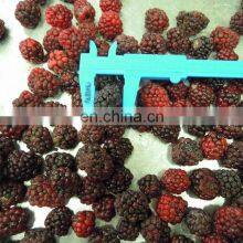 Sinocharm BRC-A Approved Fresh IQF Frozen Nutrition Blackberry With High Quality thumbnail-4