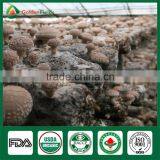 Shiitake Farm,Shiitake Growing,Shiitake Growing Kit thumbnail-6