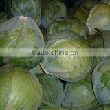 VIETNAM FRESH CABBAGE thumbnail-6
