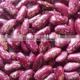 Purple Speckled Kidney Bean thumbnail-1