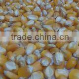 FEED GRADE YELLOW CORN thumbnail-1