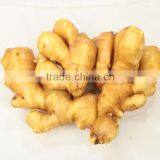 FRESH GINGER thumbnail-1