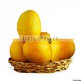 Fresh Alphonso Mangoes thumbnail-2