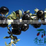 China wholesale organic certificated dried black goji berry