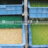 Factory Price Bean Bud Seedling Machine/Bean Sprout Growing Machine For Sale thumbnail-5