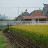 Multifunctional 4GL100 Mini Wheat Harvester Head thumbnail-2