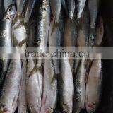 Canned Sardine Fish Frozen Sardine for Canning thumbnail-5