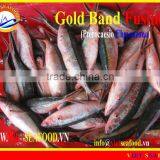 FROZEN GOLD BAND FUSILIER WHOLE ROUND thumbnail-1