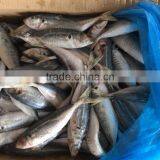 Wholesale Land Frozen Big Eye Scad for Canning thumbnail-1