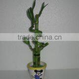 Lucky Bamboo Cage Dracaena Sanderiana thumbnail-3