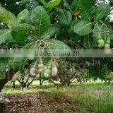 Suvimie Ceylon Ovened Cashew (Full Nut) thumbnail-4