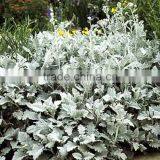 Wholesale Senecio Cineraria and Others Green Fillers and Fresh Cut Flowers With Top Quality thumbnail-2