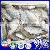 Frozen Tilapia Wholesale Price thumbnail-5