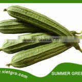 High Yield F1 Hybrid Ridge Luffa- Asian Vegetable Seed - SUMMER GREEN 04 thumbnail-1