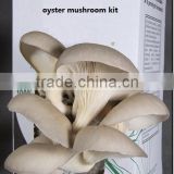 Organic Grey Oyster Mushroom Growing Kit