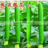 Early maturity Hybrid F1 Luffa seeds Wave F1