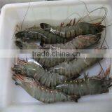 Frozen Fresh Shrimp and Seafod for Sale thumbnail-1