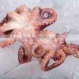 Frozen Baby Otopus IQF thumbnail-2