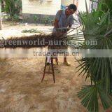 Trachycarpus Fortunei Packing Leaves thumbnail-1