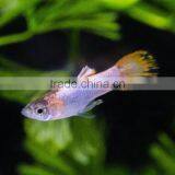 Aquarium Freshwater Fish thumbnail-1