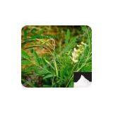 Biological Pesticide Raw Materials Matrine thumbnail-1