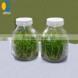 600ml Tissue Culture Jar thumbnail-1